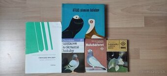 Holub, holuby, poštový holub