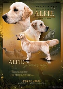 Zlatý retriever