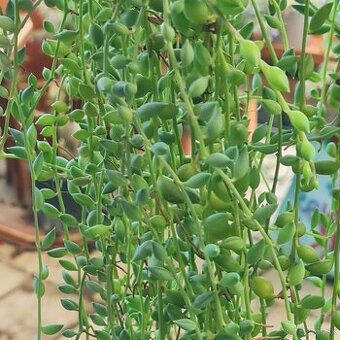 Senecio h. V zavesnom 3 l kvetinaci