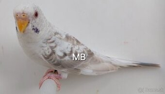 Fallow Blackwing čiernokridle andulky