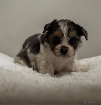 Yorkshírsky terrier
