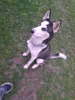 🐾 DARUJEME DO DOBRÝCH RÚK – SIBÍRSKA HUSKY DAISY 🐾
