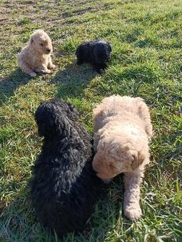 Puli na predaj/ Eladó puli kölykök