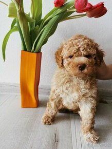 Lagotto romagnolo šteniatka