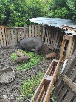 Predám prasiatka mangalica-durok