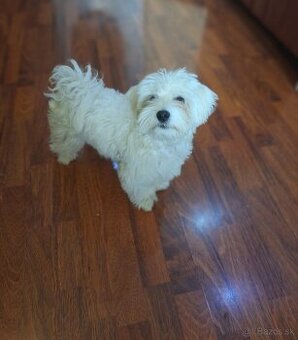 Biely mini maltezak