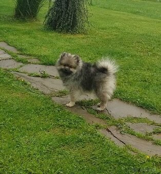 Pomeranian