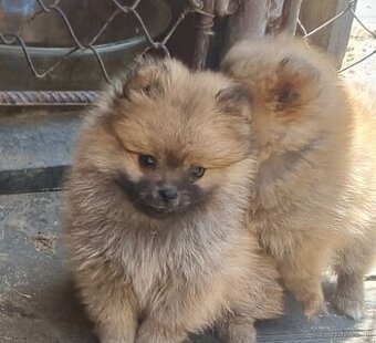 Predám šteniatka Pomeranian
