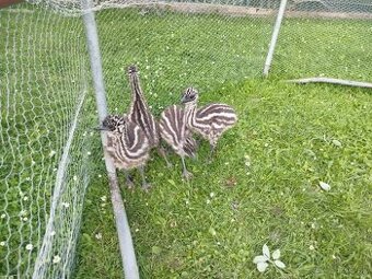 Emu hnedy