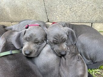 Weimarský stavač s PP modrý/Výmarský ohař s PP modrý