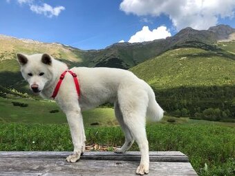 Čistokrvné šteniatka Akita inu