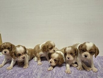 Cavalier King Charles Spaniel