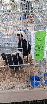 Zdrobnelá Holandanka čierna bielochocholatá