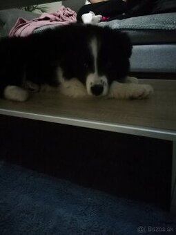 Predám súrne čisto krvné šteniatko