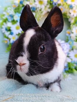 Zakrslý rex LO- samček čierny s bielou HK