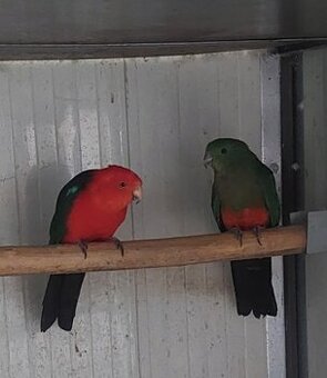 Papagáj královský