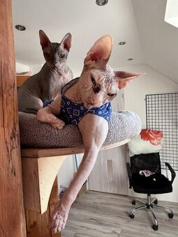 Don Sphynx PP