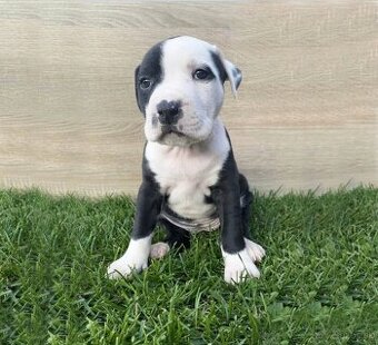 Šteniatka - Americký stafordšírsky teriér (Amstaff, Staford)