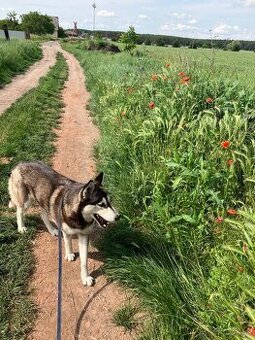 Sibirsky husky - 1