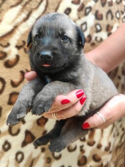 KANGAL - štěňata s PP k odběru od 20.8.25