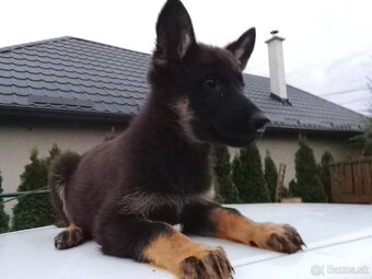 Nemecký ovciak