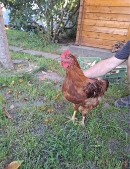 Predám 3 ks kohútov Dominant