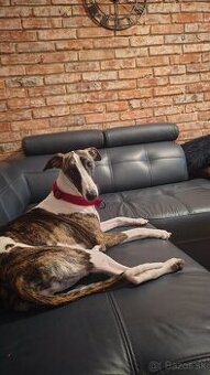 Chart angielski whippet FCI