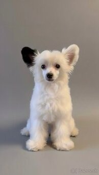 Čínsky chocholatý pes s PP -labutienka (osrstena varieta)