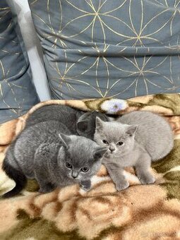 Britské mačiatka, Britská modra