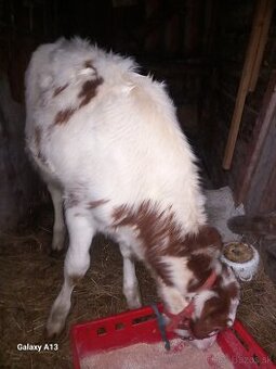 Dovos viem zabespečiť