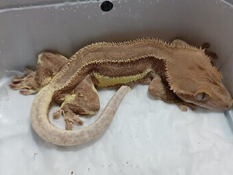 Pagekon řásnatý  ( Cilliatus) - 3