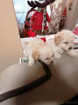 Predam stena maltipo