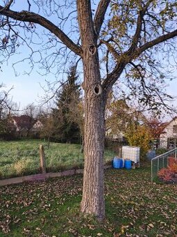 Predám orechové drevo priemer 50cm dĺžka kmeňa 2 metre