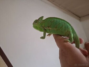 Chameleón jemensky