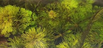 RASTLINY Z AKVARIA 8