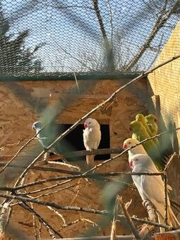 Alexandre malé , Papagáj spevavy