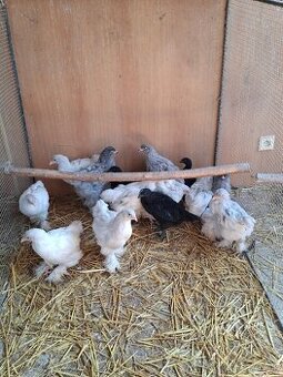 Araukány Ayam cemani Brahmanky Hodvábničky