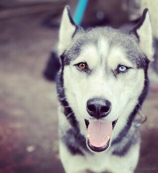 Darujeme 7 ročného Husky