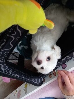 Darujeme maltezskeho psika menom Rocky