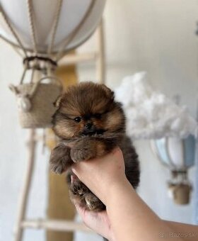 Pomeranian