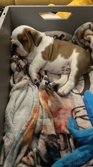 Anglicky Bulldog buldog s pp