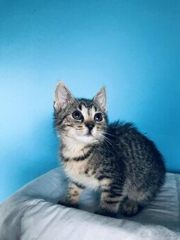 MIMI SI HĽADÁ DOMOV VO VNÚTRI - 1