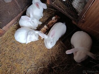 Králik  ,zajac