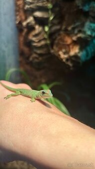 ❗️ZĽAVA❗️Zariadené terarium Phelsumy