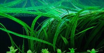 DOPYT - rastlinka Cryptocoryne balansae