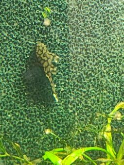 Predám prisavniky l519