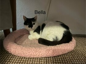 Bella hľadá domov - 1