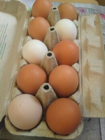 Predám domáce vajíčka v BIO kvalite