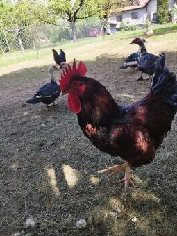 Kohút - Rhode Island Red