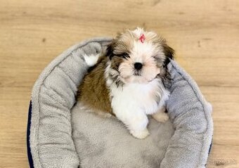 najmilšie Shih-Tzu šteniatka